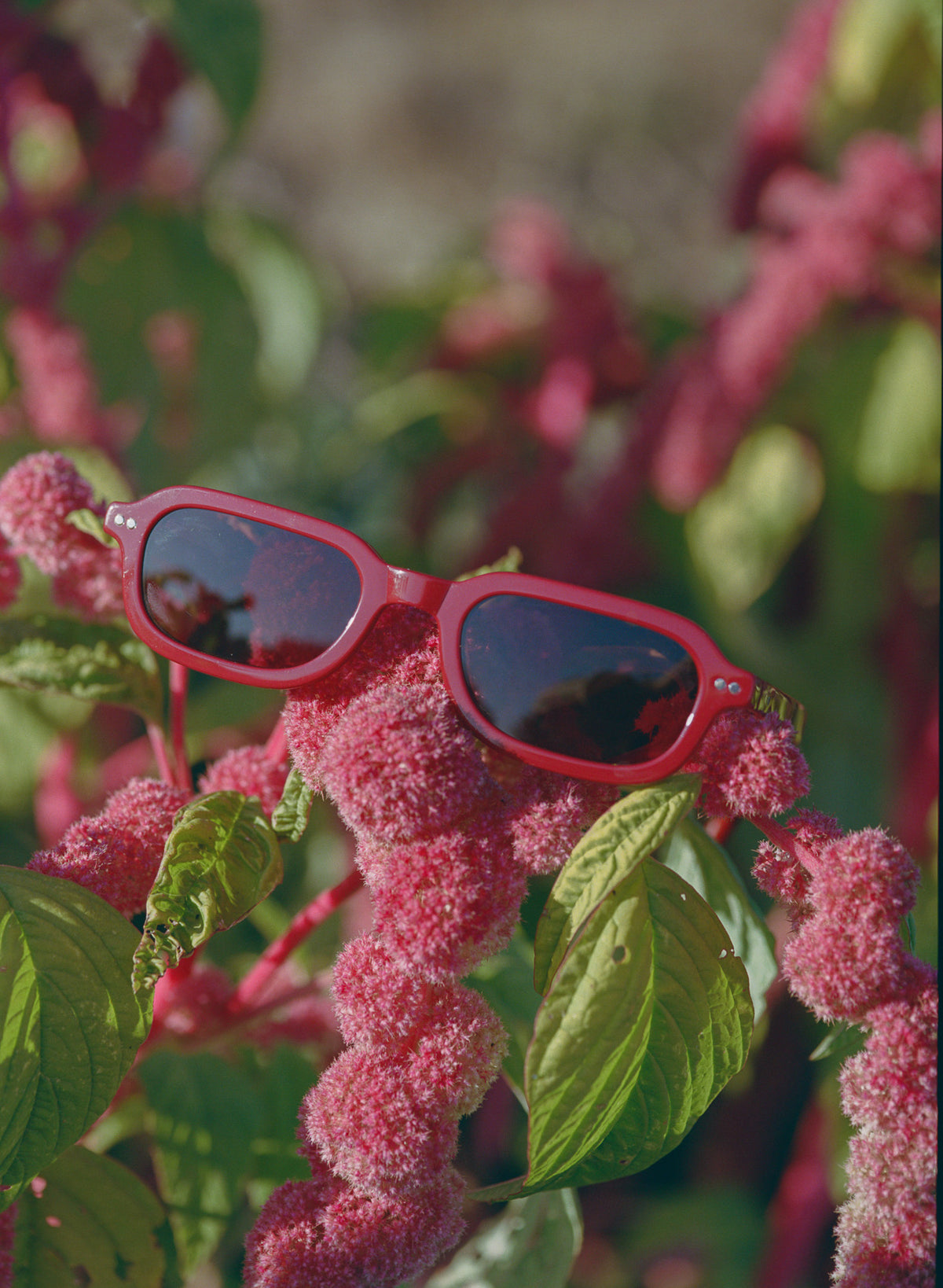 Plein Air Eyewear Cassatt sunglasses, lifestyle photo